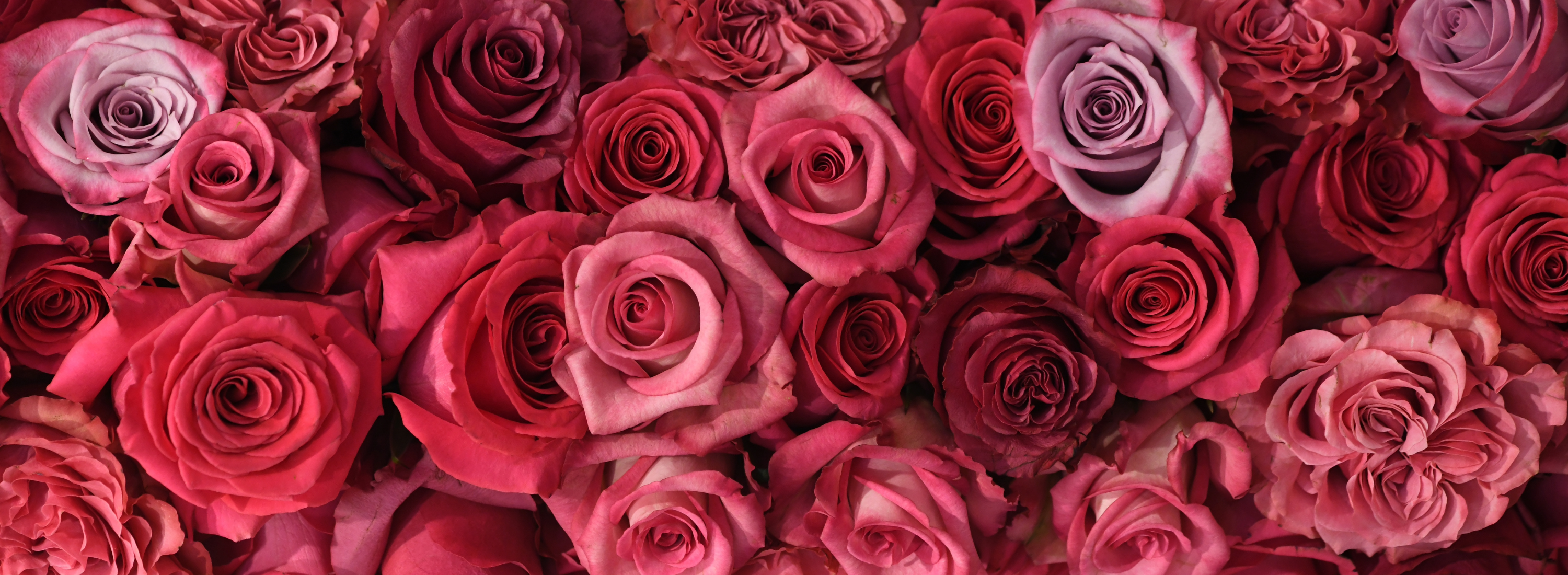 Close-up of a bouquet of red and pink roses.